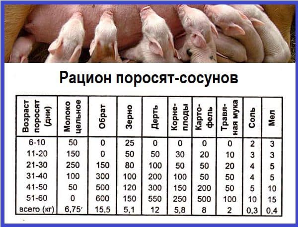 Кормить правильно: на что влияет рацион питания свиней