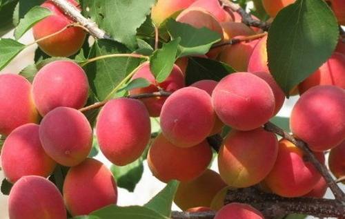 Ульянихинский сорт абрикоса: морозоустойчивый и вкусный