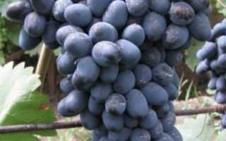 Виноград чарли: описание сорта и выращивание, преимущества и недостатки