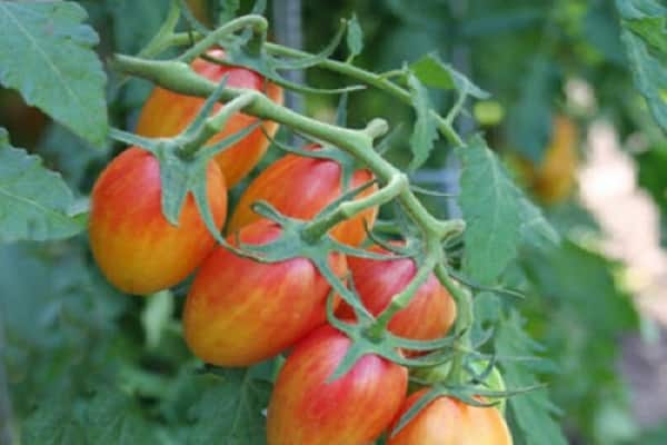Описание сорта томата Стыдливый румянец, особенности выращивания и ухода