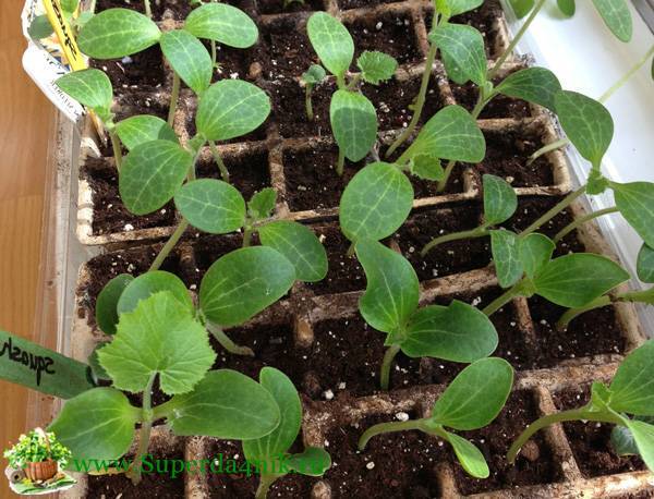 Как правильно выращивать рассаду огурцов в домашних условиях