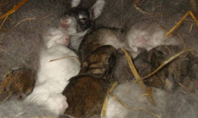 Материнские проблемы крольчих: поедание или разбрасывание малышей