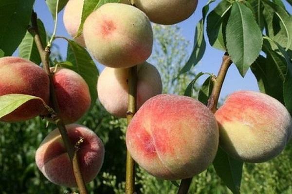 Описание лучших сортов персика для Подмосковья, посадка и уход в открытом грунте