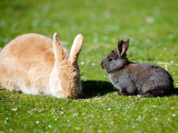 Причины поедания крольчихой приплода
