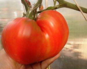 Великолепный сорт — томат «мишка косолапый»: описание, особенности выращивания