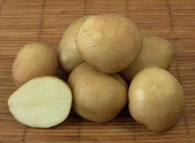 Картофель «голубизна» — описание, характеристика и особенности выращивания сорта