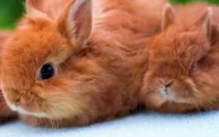 Карликовый кролик: породы, уход и содержание