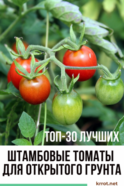 Томат эм чемпион: характеристика и описание сорта, урожайность и отзывы фото кто сажал