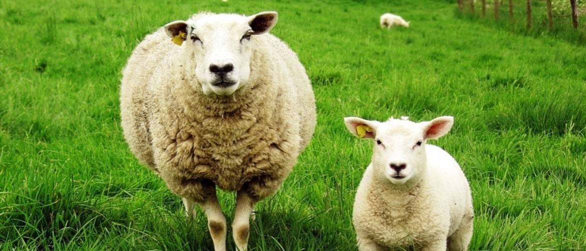 Какие породы овец и баранов бывают