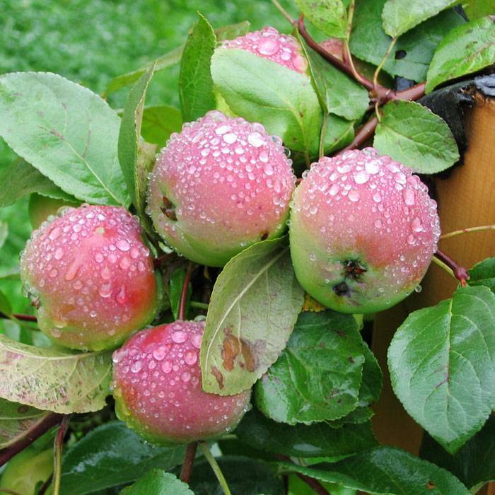 Характеристики и описание сорта яблони веньяминовское, посадка и уход