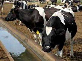 Как вылечить и предотвратить атонию преджелудков коровы