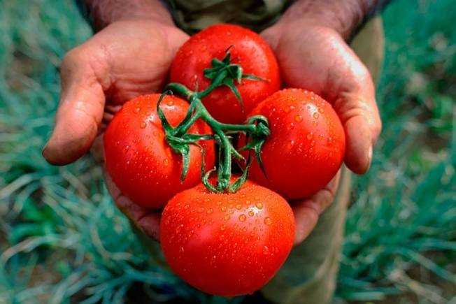 Голландская технология выращивания помидоров