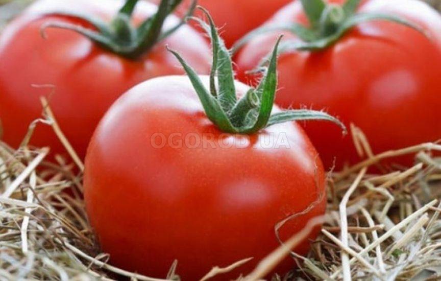 Сорт томата король ранних