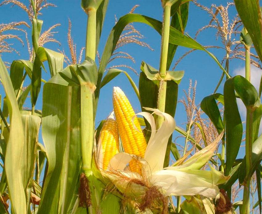 Кукуруза — царица полей на даче