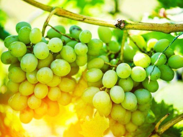 Лучшие технические сорта винограда с описанием и фото