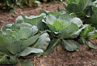 Народные средства от вредителей капусты – чем обработать растения