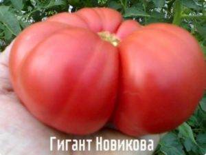 Характеристика и описание сорта томата Гигант красный, его урожайность