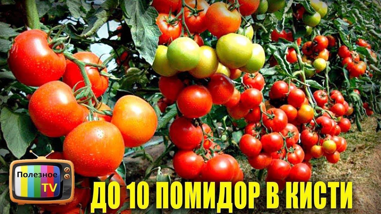 Томат рома: характеристика и описание сорта, урожайность с фото