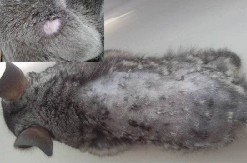 Кролик чешется — кожные заболевания и болячки на коже