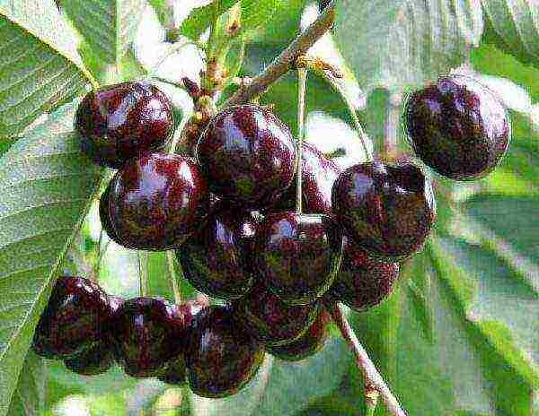 Описание и выращивание сорта вишни тургеневская