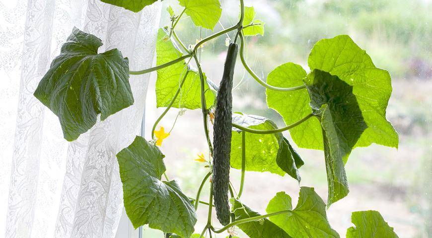 Свежие огурцы зимой на подоконнике: что нужно для выращивания овоща в домашних условиях?