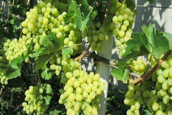Виноград ландыш: основные характеристики, описание сорта, рекомендации по уходу