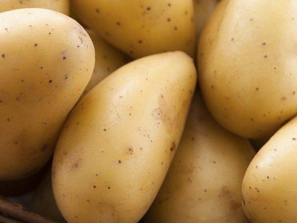 Описание и характеристика картофеля сорта гулливер, посадка и уход