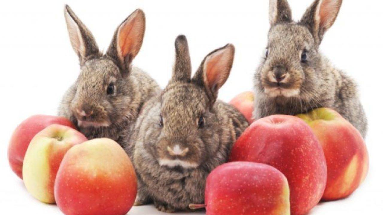 Можно ли кролику давать укроп: польза и вред, как правильно добавлять в рацион