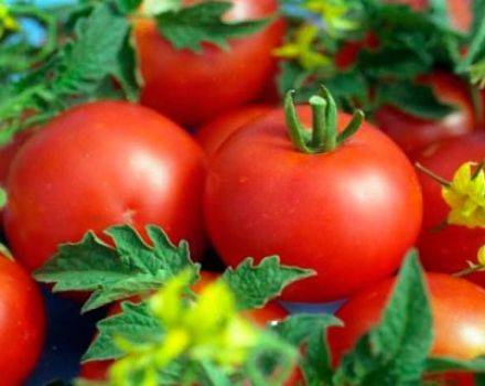 Очень редкий и не обычный томат — ворлон: описание помидоров и советы по их выращиванию
