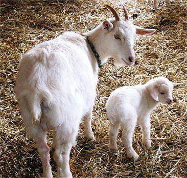 Когда отсаживать козлят от козы: чем кормить и правила выращивания