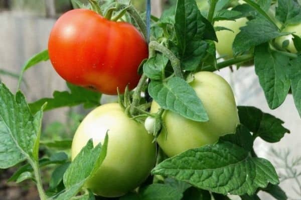 Характеристика томата толстый джек и описание плодов