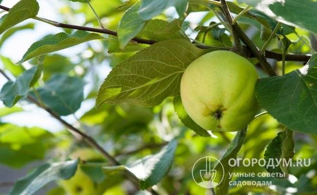 Описание и характеристики яблони Чудное, урожайность сорта и выращивание