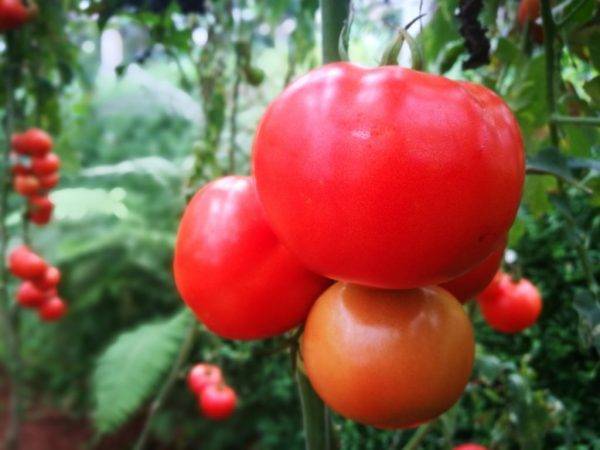 Раннеспелый высокоурожайный сорт томата джекпот
