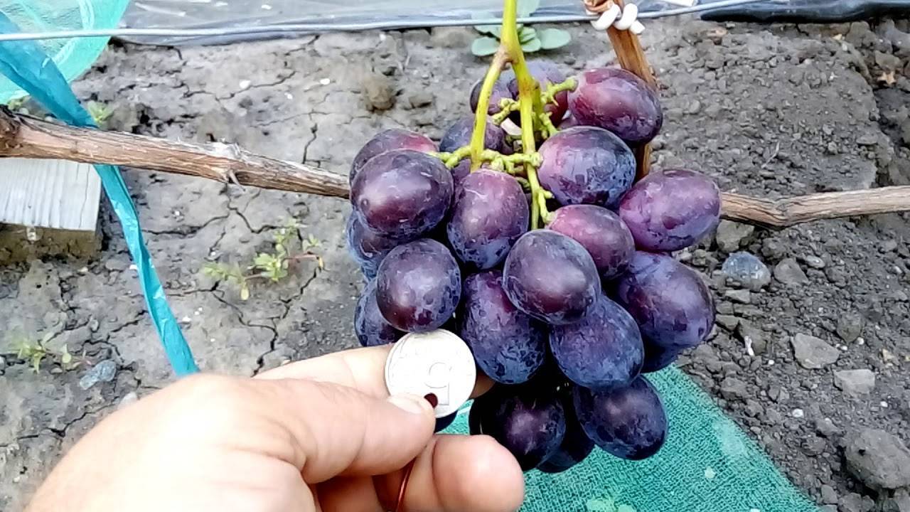 Виноград фурор: описание сорта, фото и отзывы садоводов