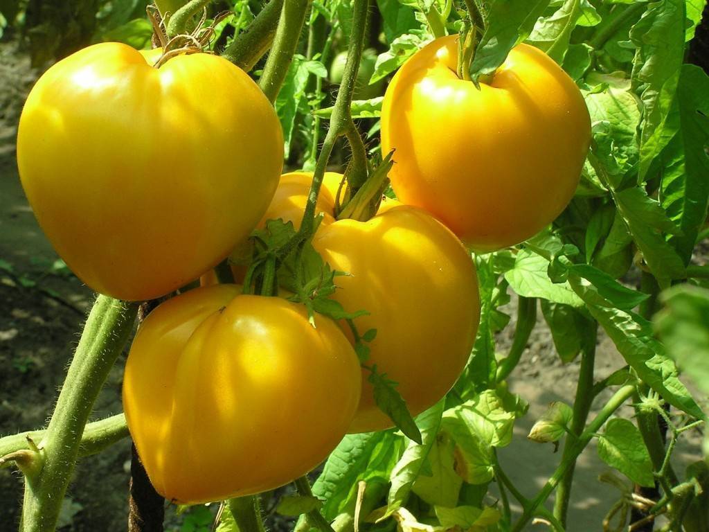 Характеристика и описание сорта томата Король Сибири, его урожайность