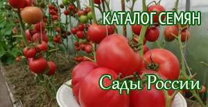 Безумие касади томат отзывы