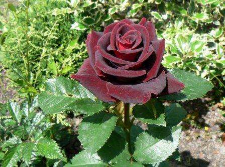 Роза «черная магия». описание сорта и правила ухода