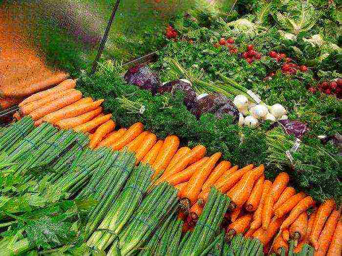 Посадка моркови или секреты урожайной грядки