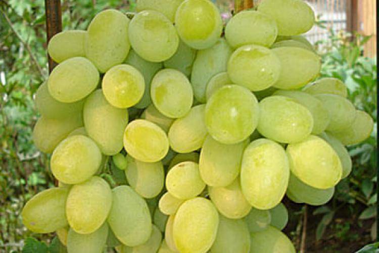 Описание и характеристики сорта винограда рубиновый юбилей, выращивание и уход