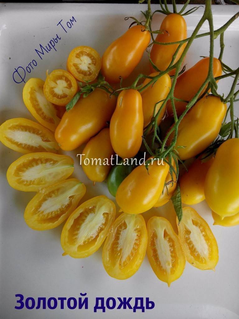 Описание сорта томата Золотой дождь желтого цвета