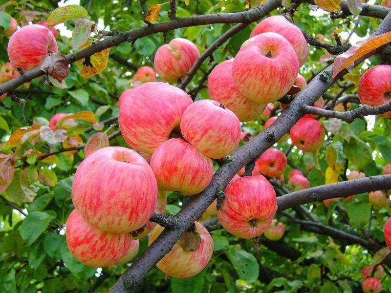 Описание и характеристики яблони сорта Заветное, посадка, выращивание и уход