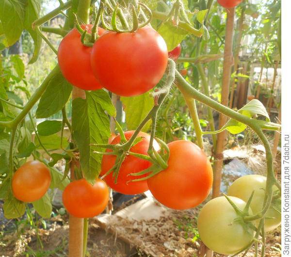 Хали-гали — томат задорной формы с вкусным содержимым