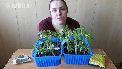 Как вырастить рассаду помидоров в домашних условиях: способы от привычных до экзотических