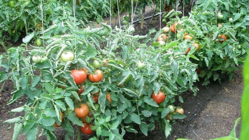 Способы борьбы с кладоспориозом томата (бурая пятнистость) и устойчивые сорта