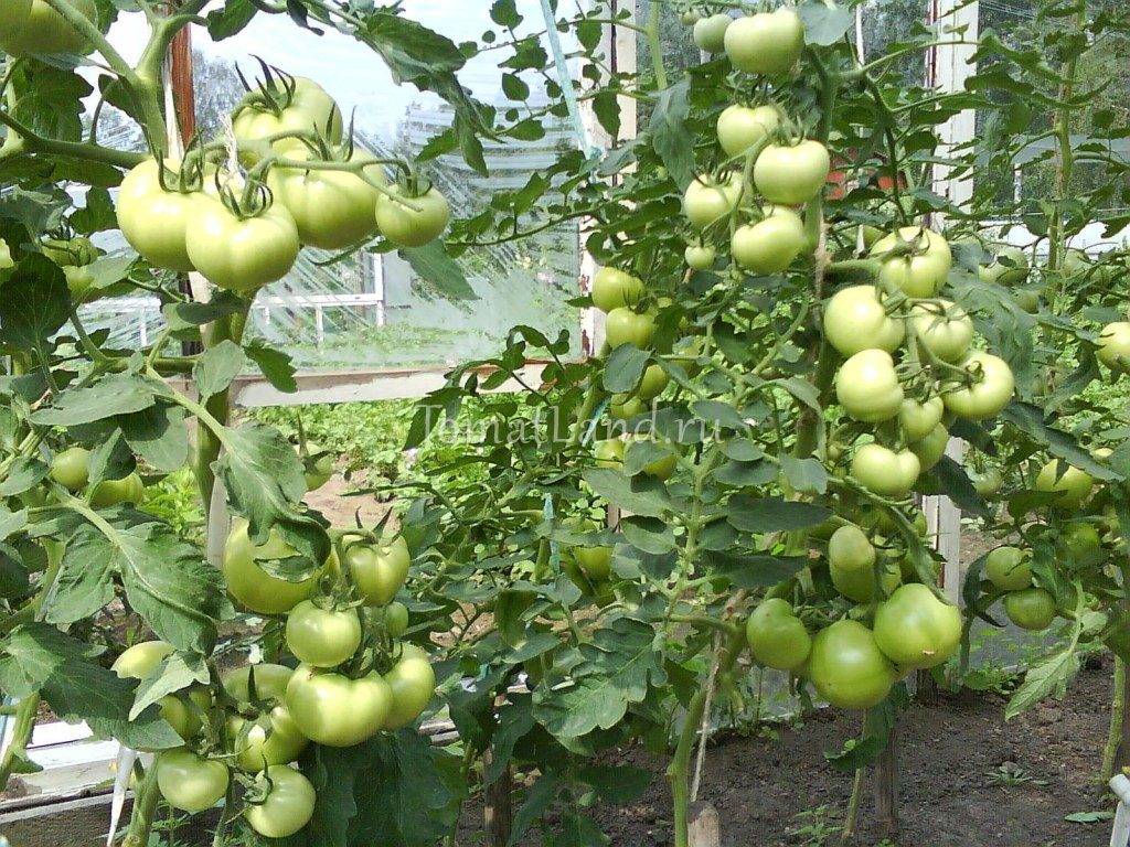 Сорт помидоров хурма: секреты выращивания необычного томата
