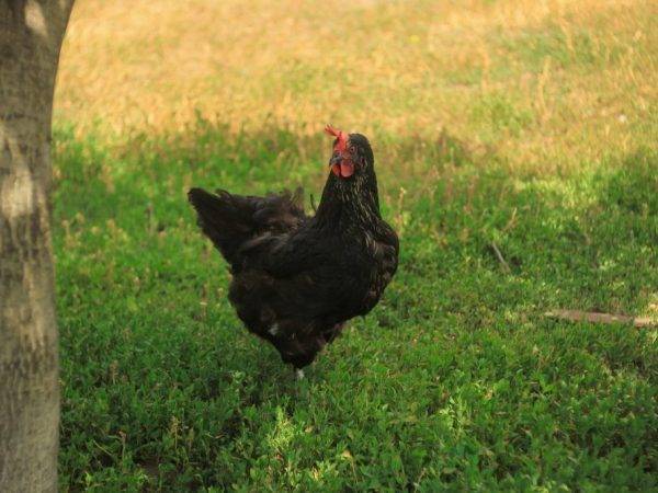 Описание и характеристики московской черной породы кур, яйценоскость