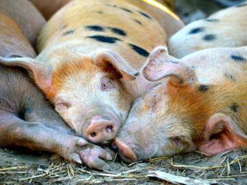 Если свинья не кормит новорожденных поросят: совет специалиста