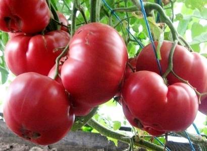 Описание сорта томата Сахарная слива малиновая, его уход