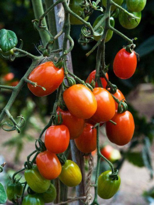 Выращивание томата рио гранде