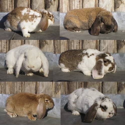 Кролики породы баран